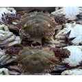 2018 lIVE FRESH AND FROZEN CHINESE KING CRAB FOR GOOD SALE